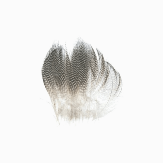 Gadwall Barred Flank - Feathers - A Blaze In The Northern Fly