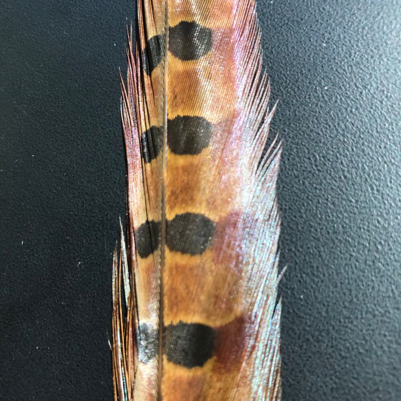 Ringneck Pheasant Tails - Natural and Dyed