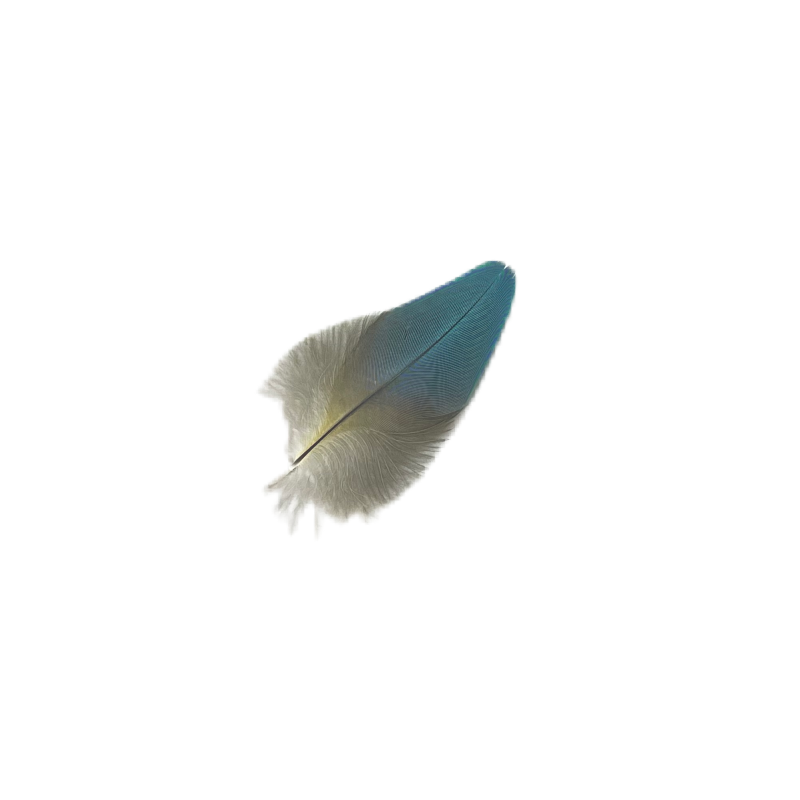 Blue Macaw Feathers