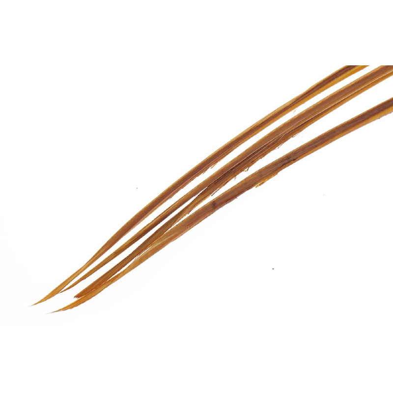 Turkey Biots
