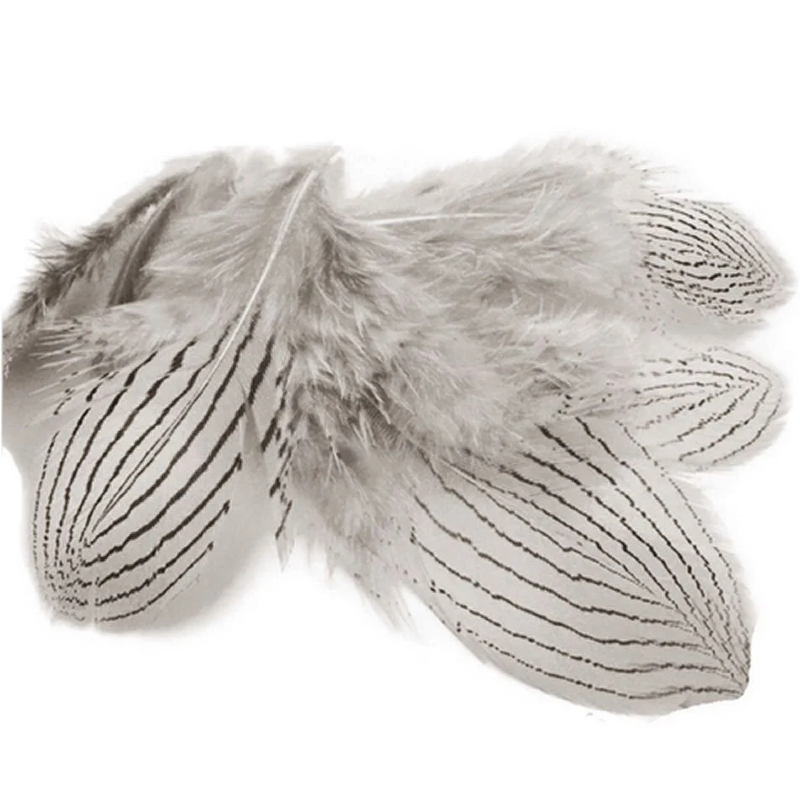 Silver Pheasant Feathers