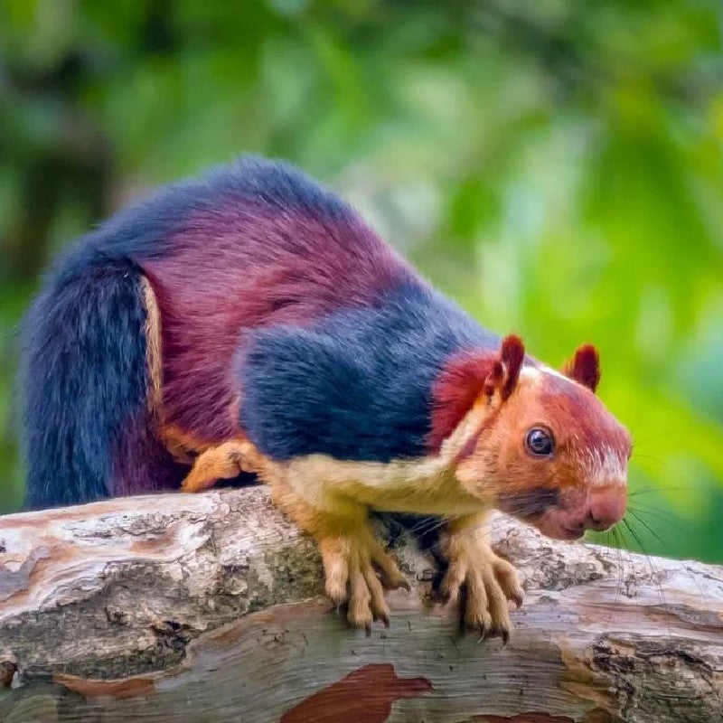 Squirrel Tail - Natural and Dyed