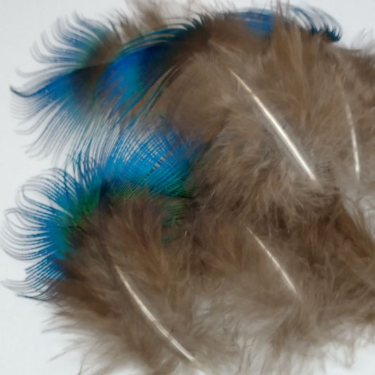 Blue Peacock Feathers