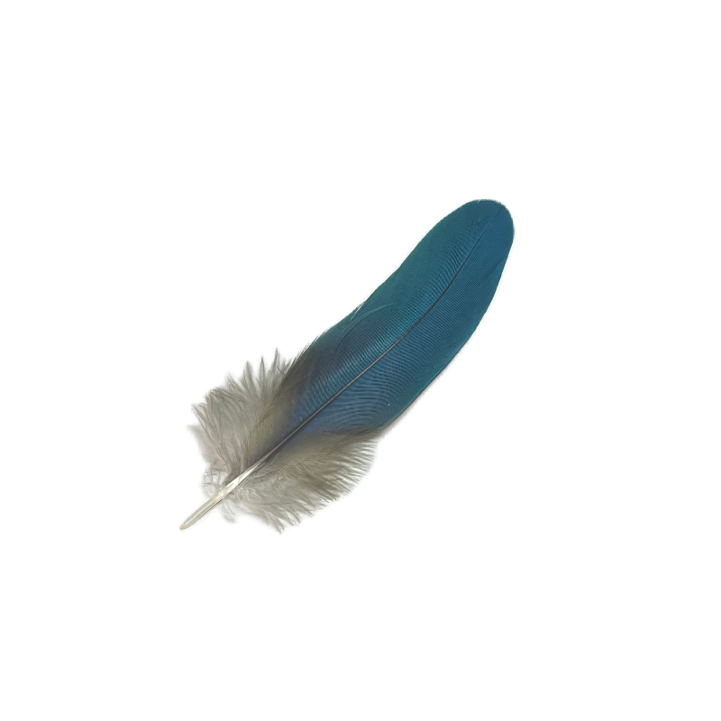 Blue Macaw Feathers