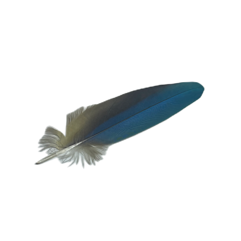 Blue Macaw Feathers